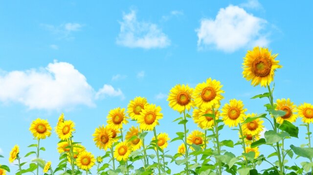 みんなの夏休み！　＆　理想のお家